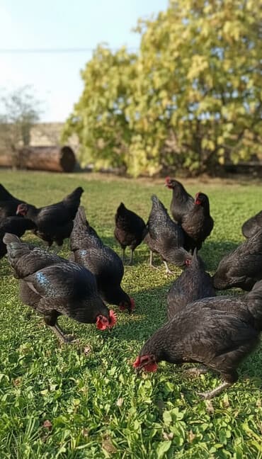 hind quşu baximi: Toyuq, Damazlıq — 8