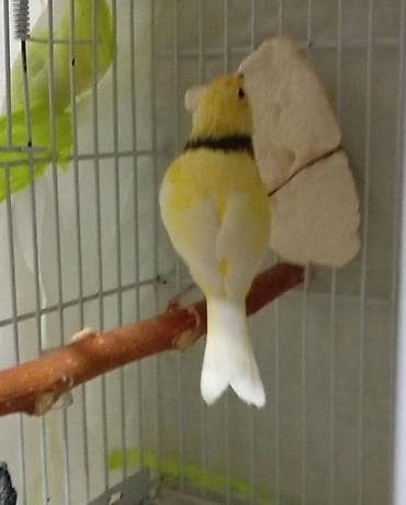 Sarı-yaşıl rəng tonlarında, boynunda tünd zolaqlı kanareyka. - Növ — 1