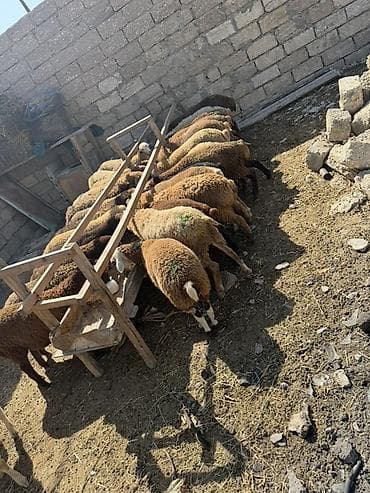 etlik: Salam aleyküm kom 235 tek tek 220 den 260 m kimi deyişi 30 quzdu 3 — 4