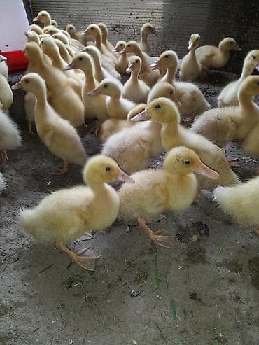 Pekin ordek balalari 20 qunlukduler ətlik yumurtaçı xəttlərdən