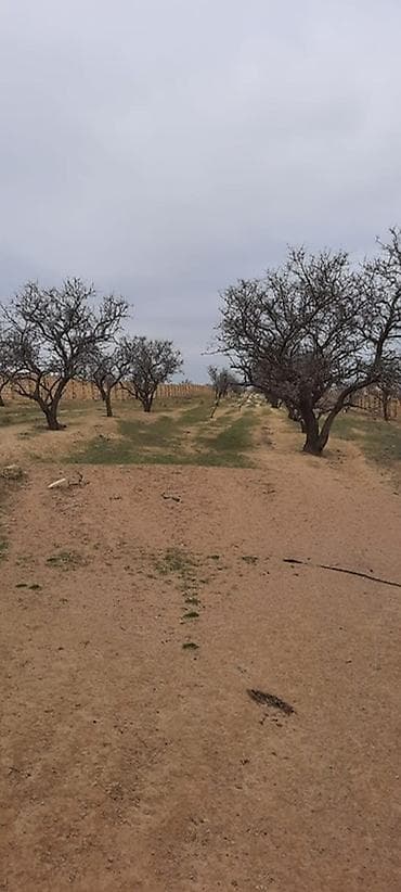 mida evlər: 53 sot, Tikinti, Mülkiyyətçi, Kupça (Çıxarış) — 4