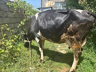 inək: Ala qara cins inekdi. 2 qarin doğub. 23-24 litr süd verir. Tag sağlam — 3
