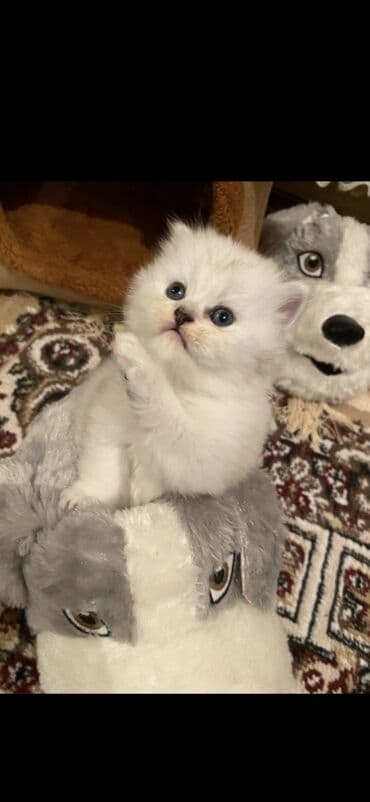 1 azn pişik: Şotland, Erkək, Dişi, Yaxşı əllərə, Pulsuz çatdırılma, Ödənişli çatdırılma — 10