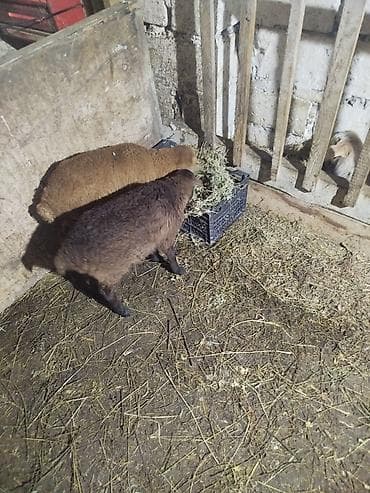 quzu qarni: Qoyun quzuları satılır - Növ: yerli ətlik yönümlü qoyun/quzu - — 2