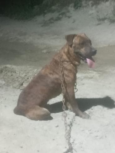 itlerin cutlesmesi: Pitbul, 3 il, Erkek — 1