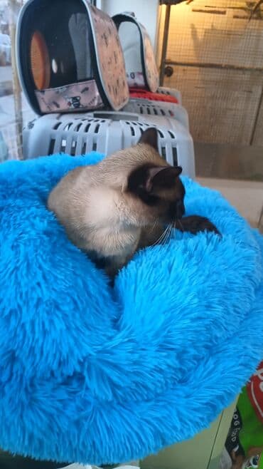 İtlər: Məhsul: Pişik sortu siam erkək — 3