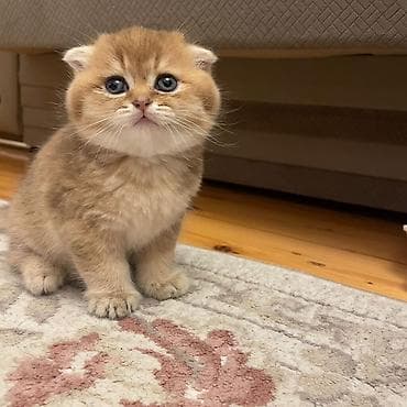 Quşlar: Qızıl şinşilla, Erkək — 2