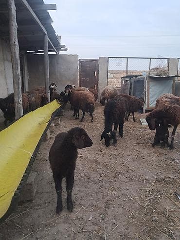 hamster satis: 7 eded yani balali morkaraman qoyunlari satilir — 3