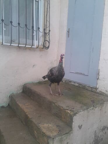 ev itleri balaca: Dünən gətirmişəm rayonnan hamsı kök super hinduşkalardı 5 fərə 4 xoruz — 5