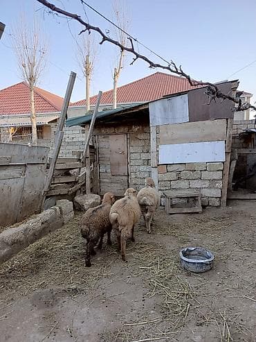K/t heyvanları üçün mallar: Erkək quzular satılır qurbanlığa yarayir erkekdi 6, 7, 8 ayliqdilar — 3