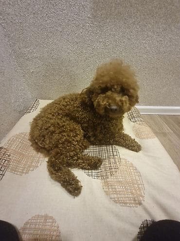Digər heyvanlar: Pudel, 1 il, Erkek, Peyvəndli — 4