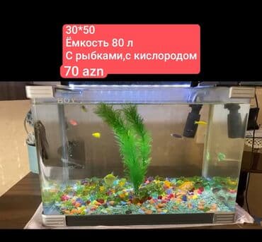 Dördbucaq akvarium, Balıqlarla birlikdə, 80 l, Ünvandan götürmə lalafo.az -da Dördbucaq akvarium, Balıqlarla birlikdə, 80 l, Ünvandan götürmə