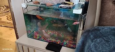 6 baliq hersey daxil