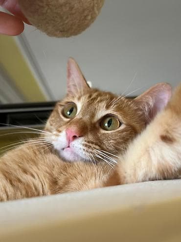 heyvan: 🐈 Очаровательная рыжая кошка ищет новый дом! 3-летняя, добрая и — 2
