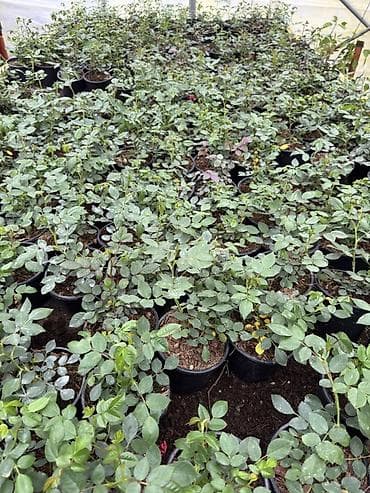 bitki guli: Miniatur qızılgül (Rosa) – saksıda - Növ: kompakt, miniatür qızılgül — 3