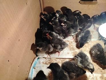 Грызуны: Təmiz Xarkov cucələri satıram xacmazdadı vasapdı 0554626380 — 5