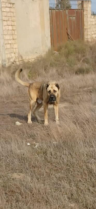 alabay itleri haqqinda melumat: Kanqal, 3 il, Erkek, Peyvəndli, Ödənişli çatdırılma — 6