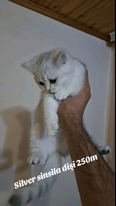 50 ile 250 arasi cins saf qan pisiklerimiz var( Silver sinsila temiz