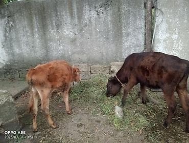 qaz ve ordek satisi: Məhsul: Xırdabuynuzlu heyvandarlıq üçün inək və buzovlar Təsvir: - — 2