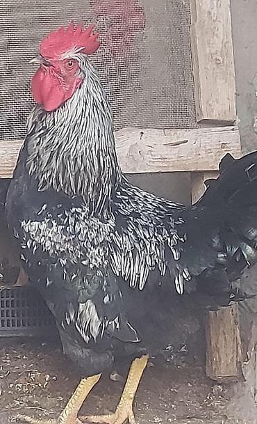 Məhsul: Xoruzlar (2 ədəd) 1 ədəd 25 manat Təsvir: - Fotoşəkillərdə iki