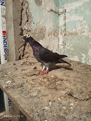 danisan tutuqusu satilir: Qiymət 3-ne aiddir.Qara çil erkekdir cavan,göy poçtadir erkekdir.təmiz — 4