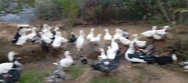 электрическая машинка для стрижки овец: Satılır kim istəsə zakaz edə bilər.Ünvan Biləsuvar — 10