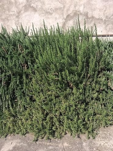 bezek bitkileri: Rozmarin bitkisinin köklenmiş cilinqleri satılır. Müalicəvi bitkidi — 6