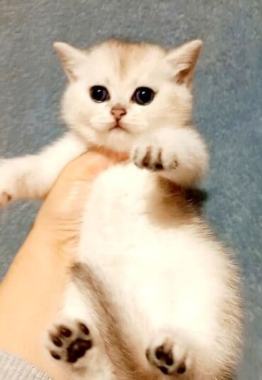 balaca pişiklər: Britan, Erkək, Dişi, Yaxşı əllərə, Ünvandan götürmə — 1