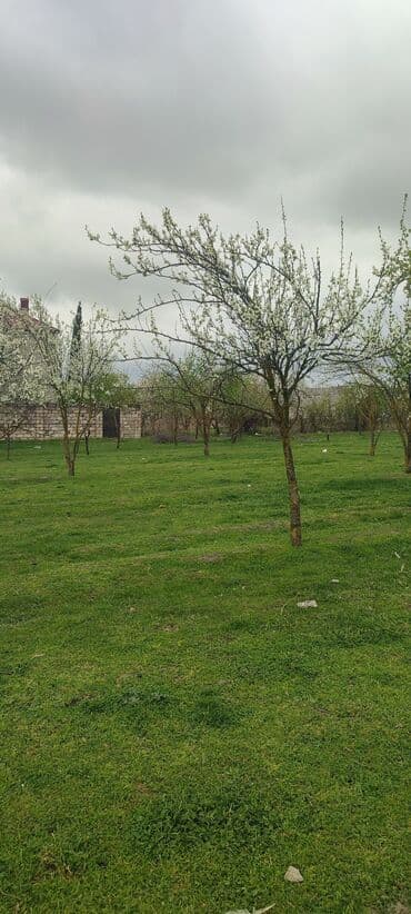 sumqayitda saatliq evler: Kənd təsərrüfatı — 2