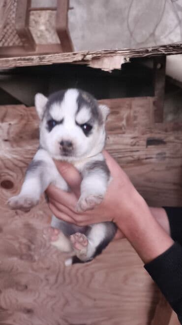 xaski iti satisi: Xaski, Peyvəndli — 5