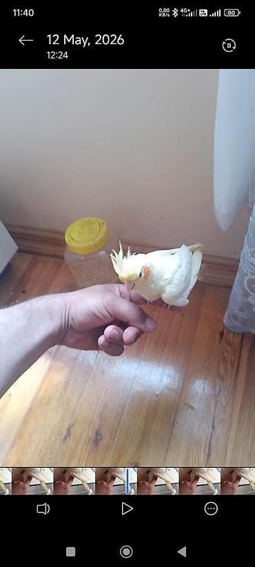 alman coban iti type 1 per page 40: Məhsul: Sarı-albino nimfa tutuquşu (Cockatiel)yas. yarimliq. disi — 1