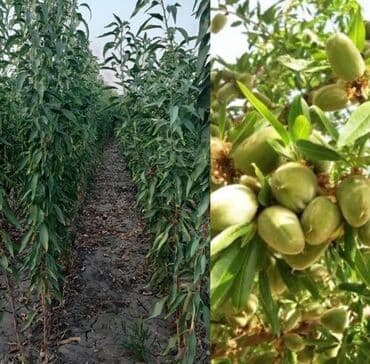 Məhsul: Badam tingləri (yüksək məhsuldar intensiv sortlar) Təsvir: -