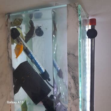 betta balıq: Akvaryum seti - Şüşə akvarium (şəffaf, dikdörtgen formalı) – yan — 3