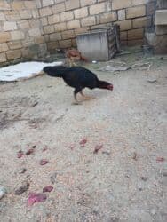 quş qefesleri: Cins: Uzunboyun yerli döyüş tipli toyuq-quş (xanxır/mix) Təsvir: - — 7