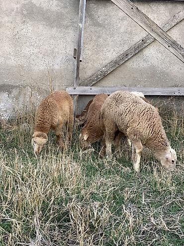 Куры: 10 dənə damazlığ quzular satılır 6 erkəy 4 dişdi — 2