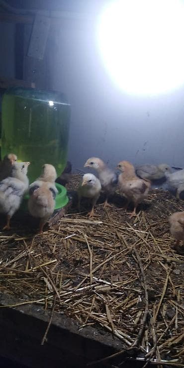 cücə satan: Toyuq cücələri, Damazlıq — 3