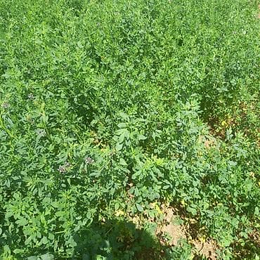 heyvanlar quşlar: Hal hazirda Yonca (Medicago sativa) becerilib 3 hektar torpaq sahəsi — 3