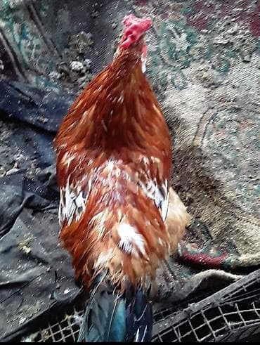 Птицы: Петух, лет: 1 — 2