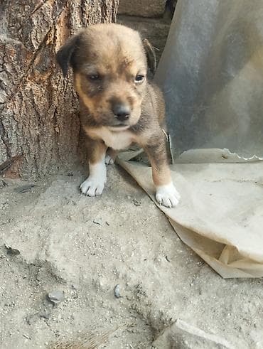 doberman satışı: Zvonok — 10