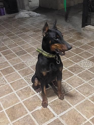 pulsuz it satilir: Doberman, Pulsuz çatdırılma — 1