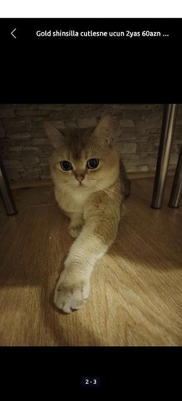 sari pisik: Qızıl şinşilla, Erkək, Cütləşmə üçün — 1