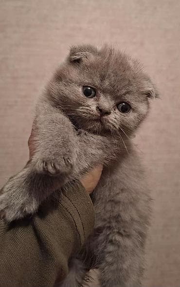 pişim: Şotland yastı qulaq — 2