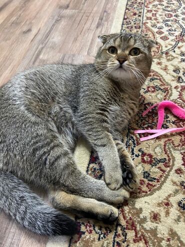 британская шиншилла: Шиншилла, Самец, Для вязки — 1