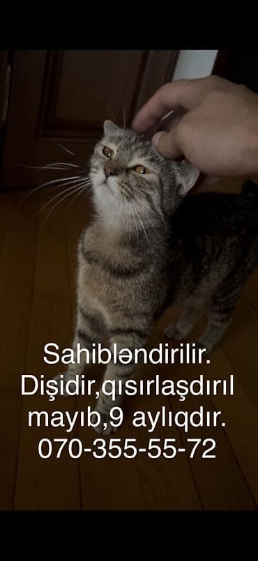 heyvanlar: Tabbi, Dişi, Yaxşı əllərə — 4