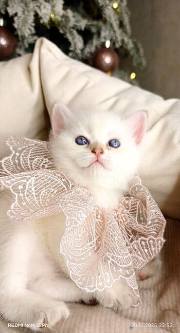 Digər avtomobillər: Britan — 1