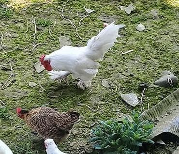 kend toyugu: Ağ rəngli, lələkli,altı barmaq cins, çox xırda yaponka xoruz satılır — 2