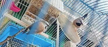 ağ quyruq ağlıca: Hər Şeyi Daxil! Hazır Cütlük Qara-boğaz Amadin (Parson Finch) – Yuva — 3