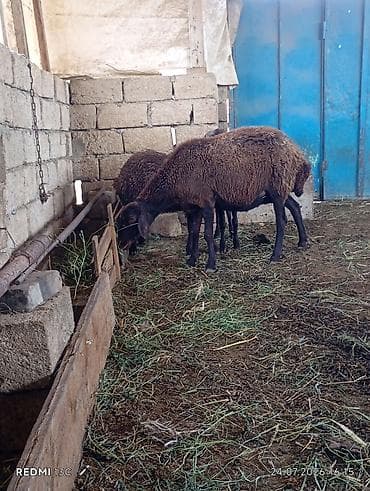Qoyunlar, qoçlar: Super morkaraman qoyunu ekiz balayla cavan heyvandi bir erkey bir disi — 5