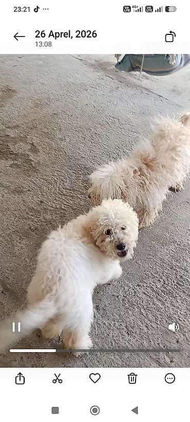 ov tüfənglərinin qiyməti: Salam. İki dənə pudel biri erkəy 8 aylıq biri dişi 6 aylıq. Təmiz — 3