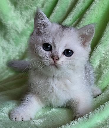 Птицы: Шиншилла — 6